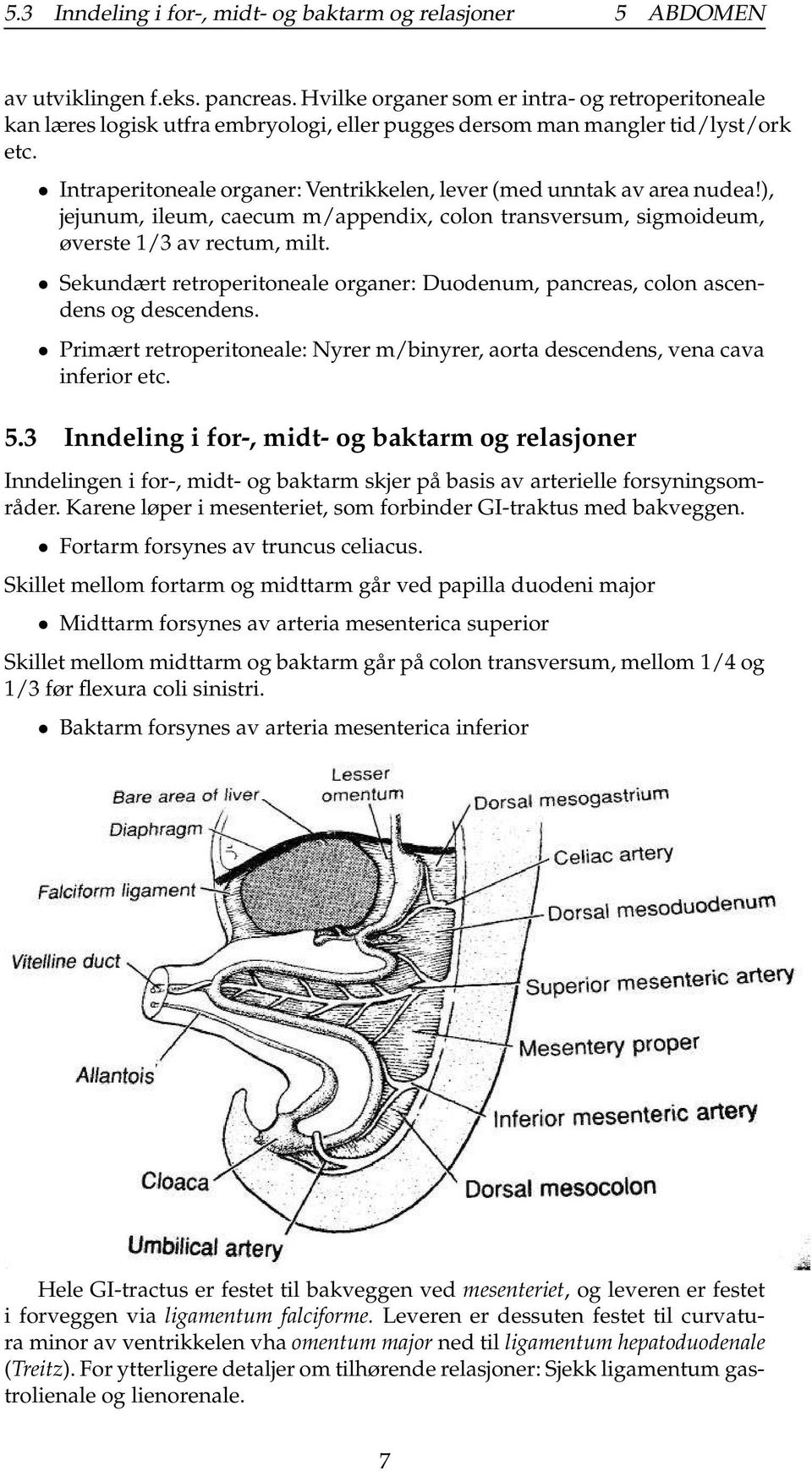 Intraperitoneale organer: Ventrikkelen, lever (med unntak av area nudea!), jejunum, ileum, caecum m/appendix, colon transversum, sigmoideum, øverste 1/3 av rectum, milt.