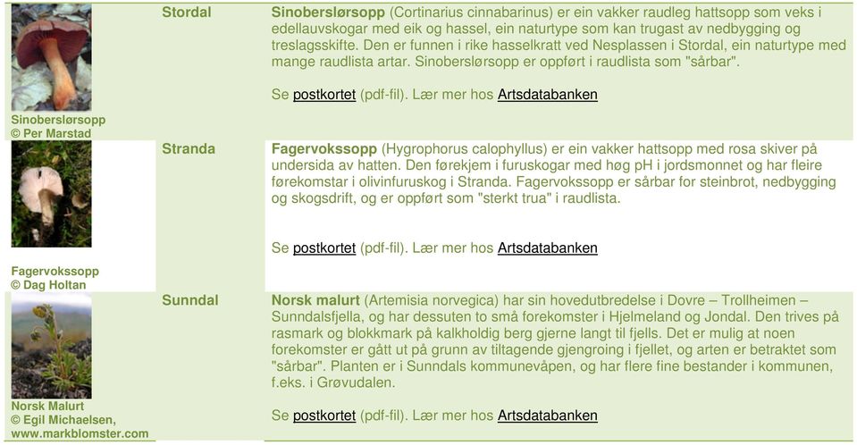 Sinoberslørsopp Per Marstad Stranda Fagervokssopp (Hygrophorus calophyllus) er ein vakker hattsopp med rosa skiver på undersida av hatten.