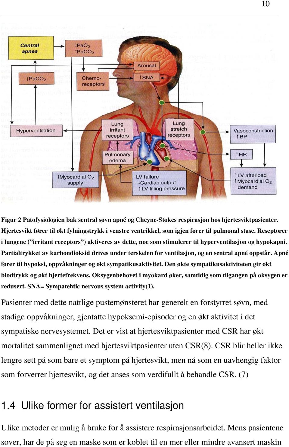 Reseptorer i lungene ( irritant receptors ) aktiveres av dette, noe som stimulerer til hyperventilasjon og hypokapni.