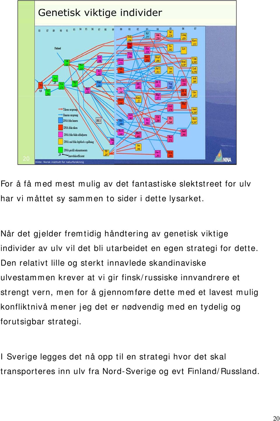 Den relativt t lille og sterkt innavlede skandinaviske i k ulvestammen krever at vi gir finsk/russiske innvandrere et strengt vern, men for å gjennomføre