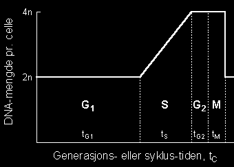 3 Stamceller kan reprodusere seg selv. De finnes i nesten alle vev. I eksperimentell medisin forsøker man å reparere diverse organskader med stamceller.