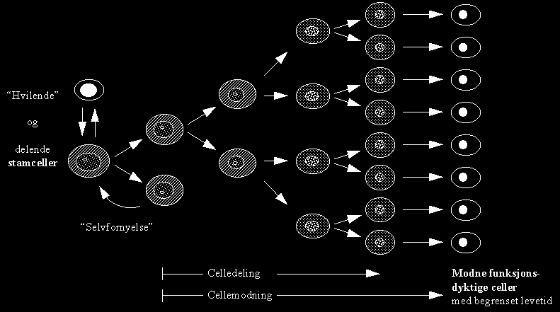 4 Figur 2. Fornyelsesvev (som beinmarg, overhud, tarmepitel, der fornyelsen skjer kontinuerlig og med høy celleproduksjon).