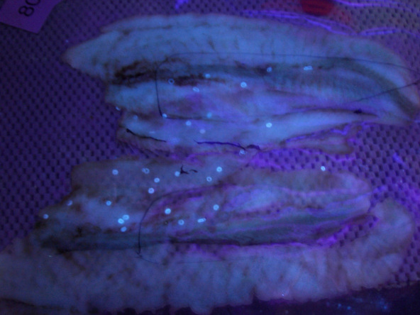 Up- and down light at 366 nm UV right fish side Larvae of Anisakis emerge as