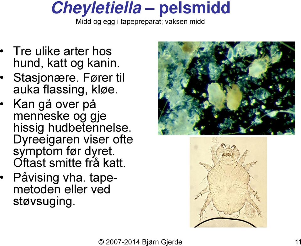 Kan gå over på menneske og gje hissig hudbetennelse.