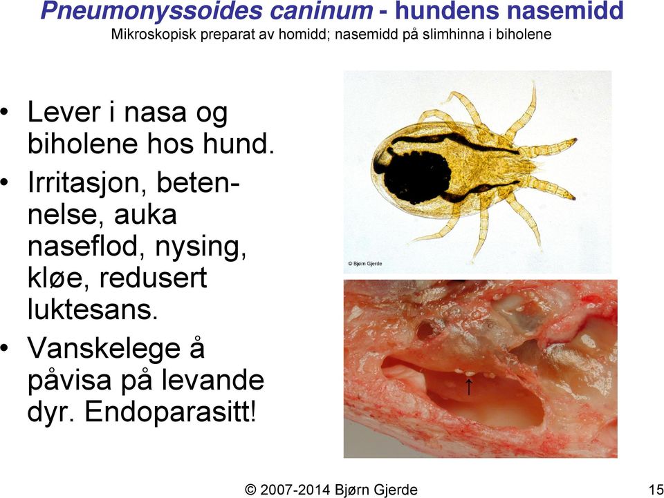 hund. Irritasjon, betennelse, auka naseflod, nysing, kløe, redusert