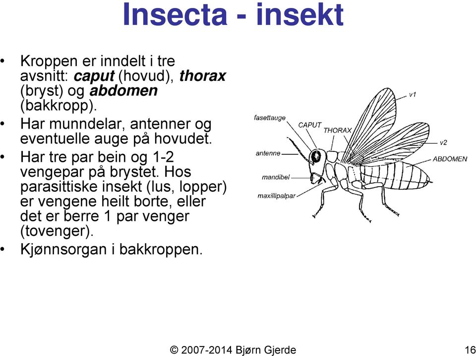 Har tre par bein og 1-2 vengepar på brystet.