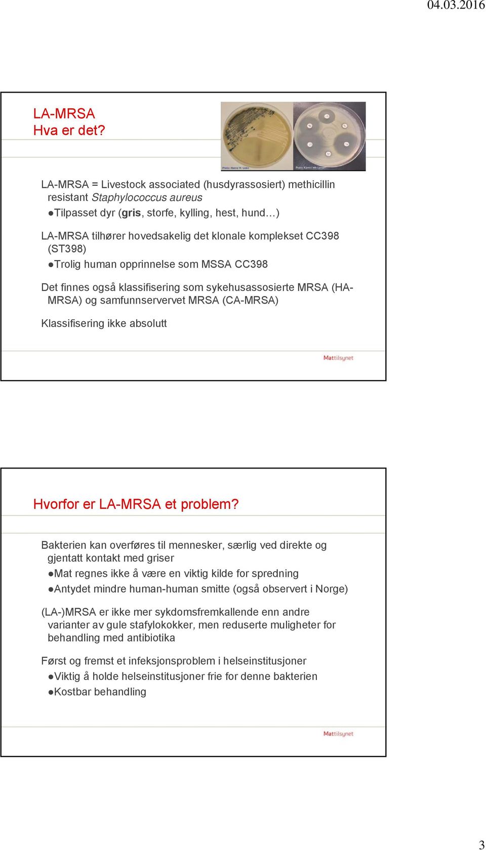 CC398 (ST398) Trolig human opprinnelse som MSSA CC398 Det finnes også klassifisering som sykehusassosierte MRSA (HA- MRSA) og samfunnservervet MRSA (CA-MRSA) Klassifisering ikke absolutt Hvorfor er