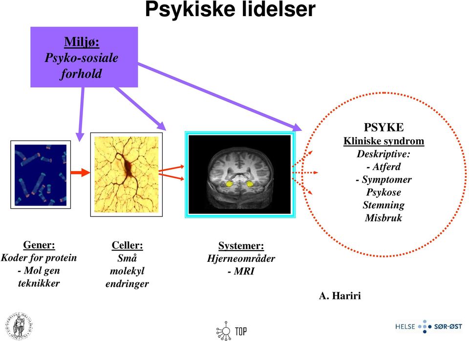 Stemning Misbruk Gener: Koder for protein - Mol gen