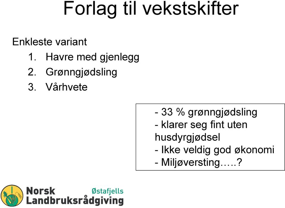 Vårhvete - 33 % grønngjødsling - klarer seg fint