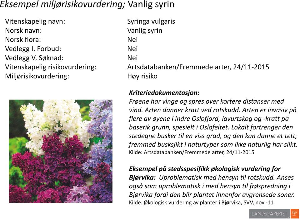 Arten er invasiv på flere av øyene i indre Oslofjord, lavurtskog og kratt på baserik grunn, spesielt i Oslofeltet.