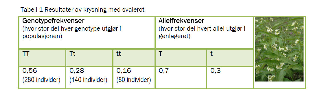 Er dette likevekt ifølge Hardy-Weinbergs lov? A) Ja, det er likevekt. B) Nei, det er flere heterozygote enn en skulle vente. C) Nei, det er flere homozygote enn en skulle vente.