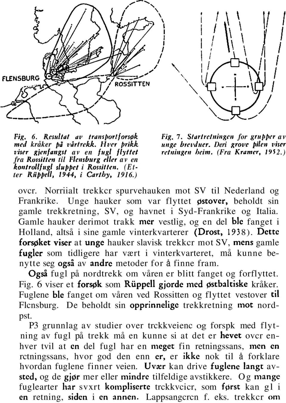 (Etter Riipprll, 1914, i Cartby, 1916.) ovcr. Norriialt trekkcr spurvehauken mot SV til Nederland og Frankrike.