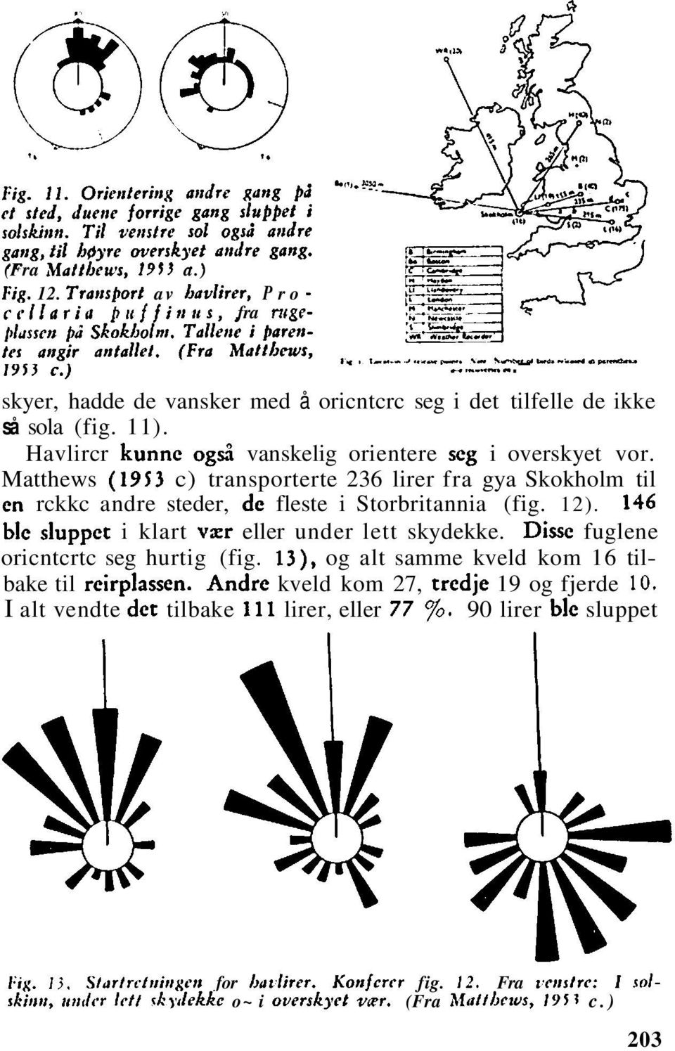 146 blc sluppet i klart vzr eller under lett skydekke. Disse fuglene oricntcrtc seg hurtig (fig. 13), og alt samme kveld kom 16 til- bake til rcirplassen. Andre kveld kom 27, trcdje 19 og fjerde 10.