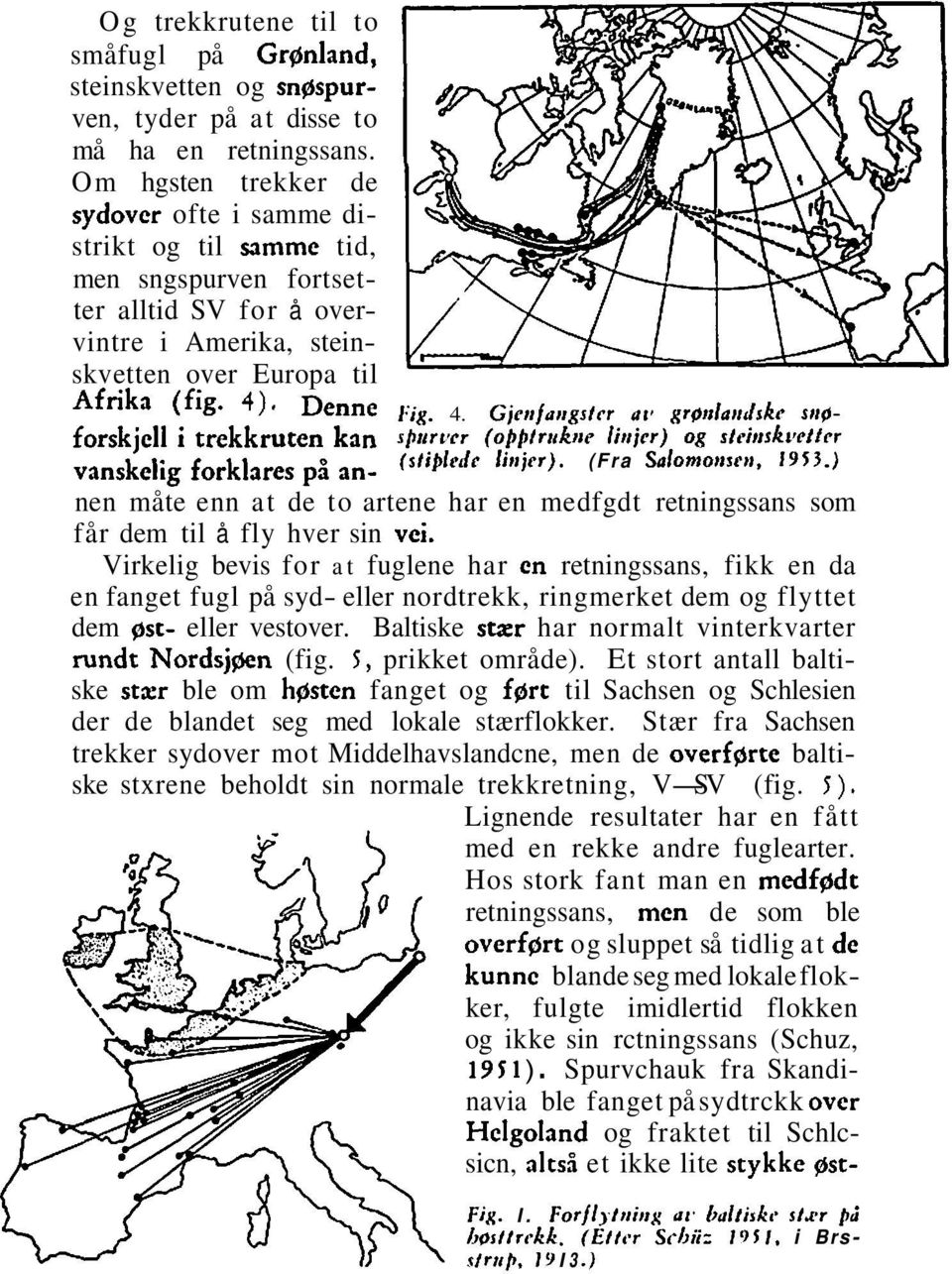 . Denne Fig. 4. Gjettfoirgstcr at1 grpt~lairdskc sit@- forskjell i trekkruten kan sptlrtvr (o~~trrikne litcier) og s/cinsrvclfrr vanskelig forklares på an- (stij~lcdr litrjrr). (Fra Sa/omotrsra, 1913.