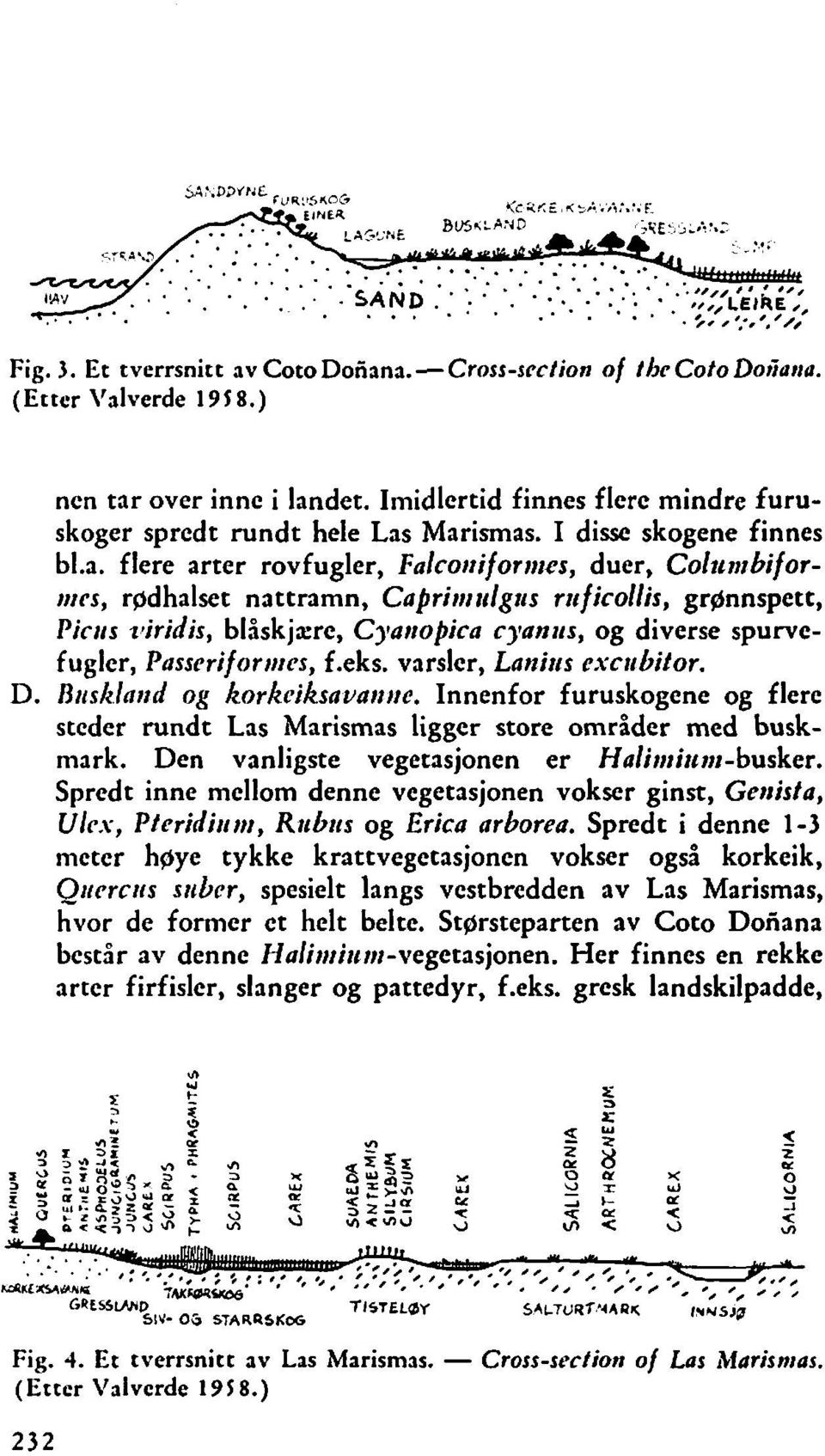 Marismas. I disse skogene finnes b1.a. flere arter rovfugler, Falcortiforrrres, ducr, Columbiformcs, rgdhalset nattramn, Caprirrtrilg~is rtificollis, grgnnspett, Picris viridis, blåskjxrc, Cyartopica