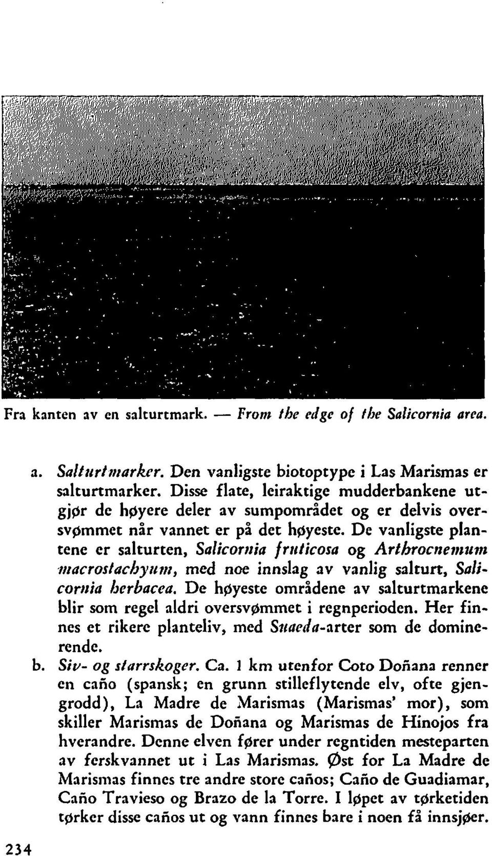 De vanligste plantene er salturten, Salicorraia frriticosa og Arthrocne?rtrim,tttacrostachyirrn, med noe innslag av vanlig salturt, Salicomia berbacea.