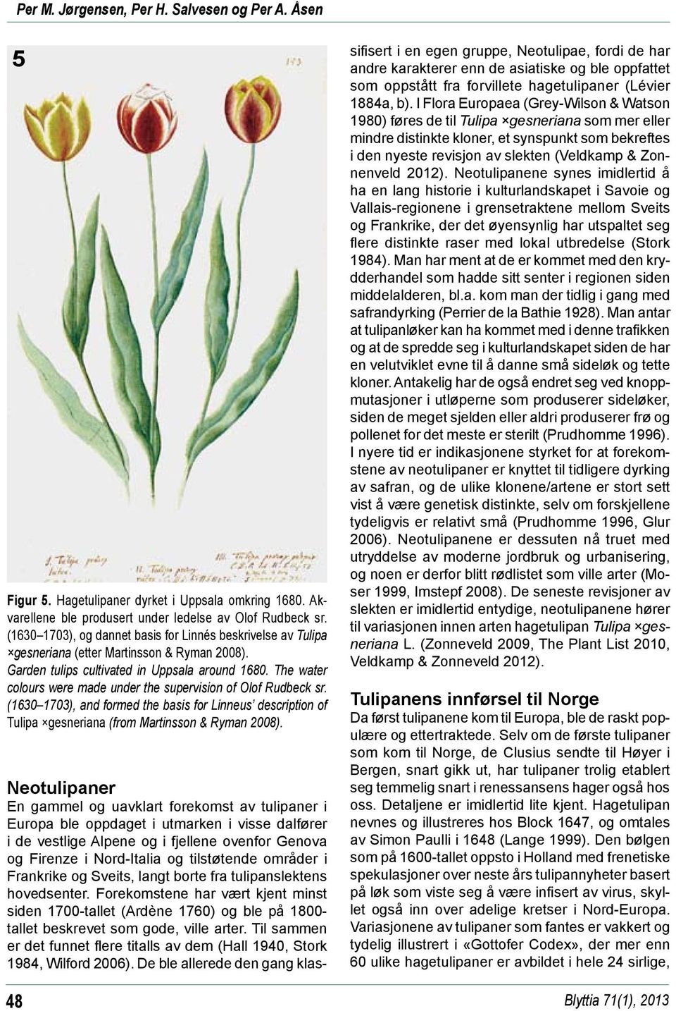 The water colours were made under the supervision of Olof Rudbeck sr. (1630 1703), and formed the basis for Linneus description of Tulipa gesneriana (from Martinsson & Ryman 2008).