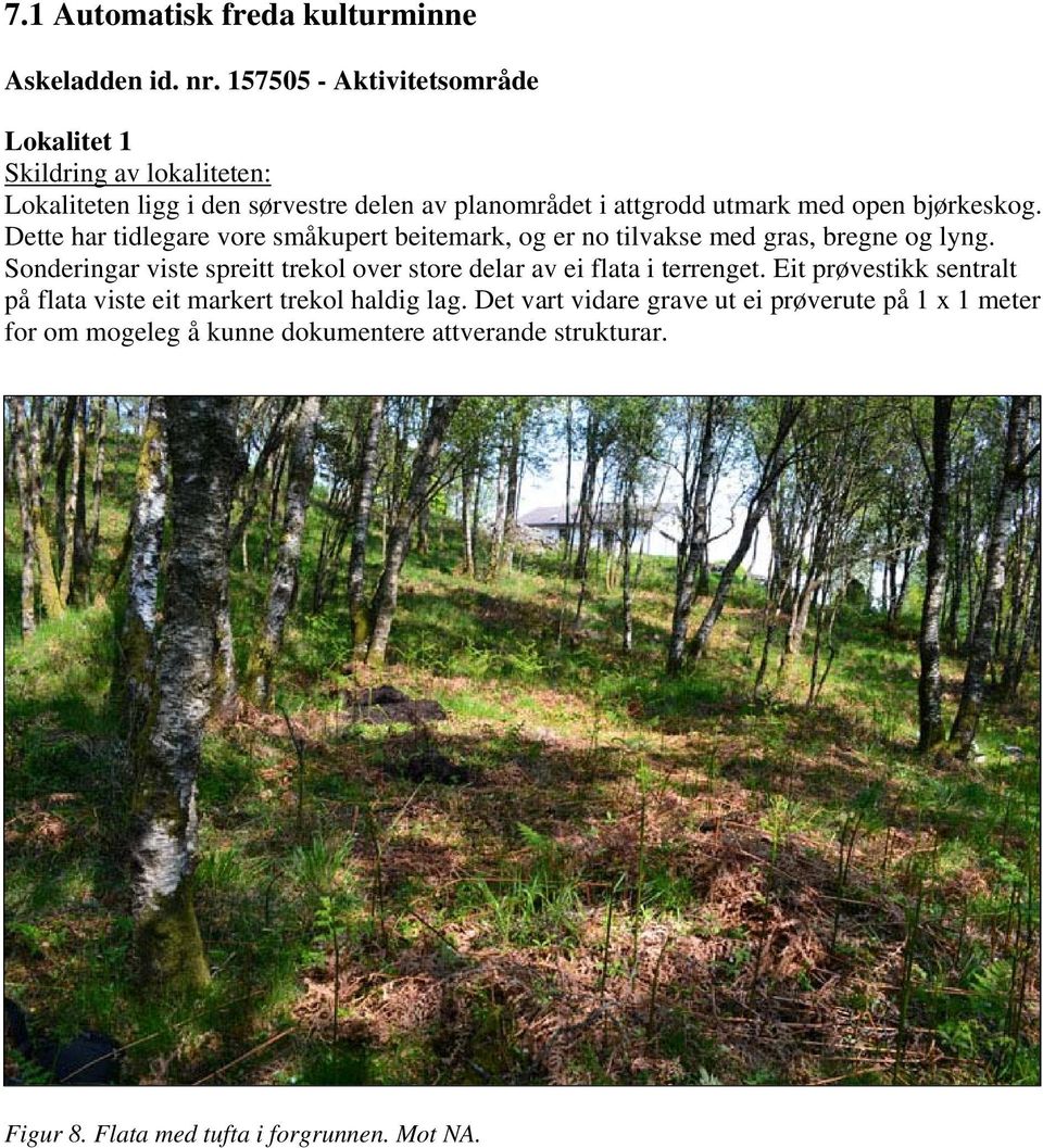 bjørkeskog. Dette har tidlegare vore småkupert beitemark, og er no tilvakse med gras, bregne og lyng.