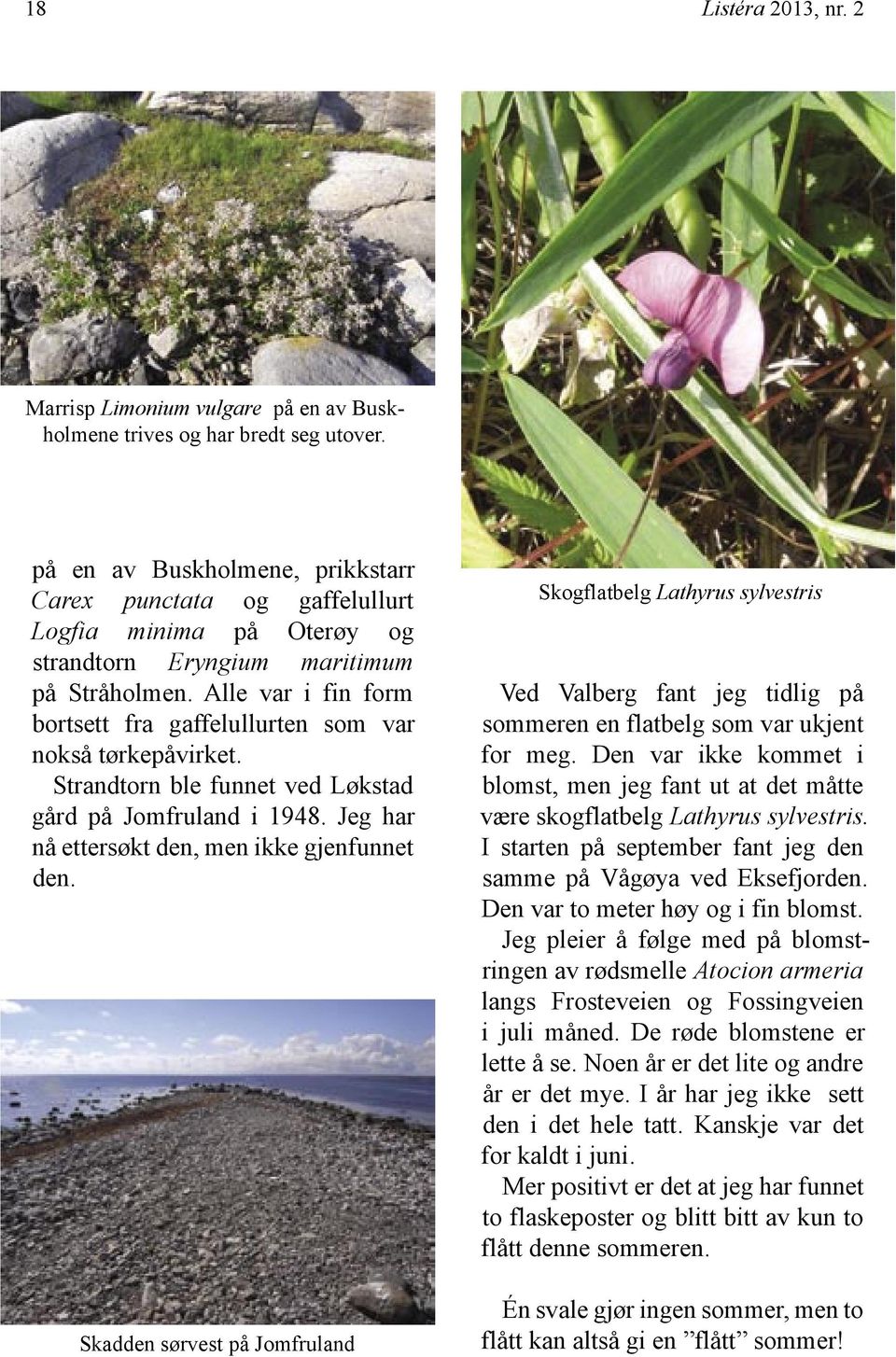 Alle var i fin form bortsett fra gaffelullurten som var nokså tørkepåvirket. Strandtorn ble funnet ved Løkstad gård på Jomfruland i 1948. Jeg har nå ettersøkt den, men ikke gjenfunnet den.