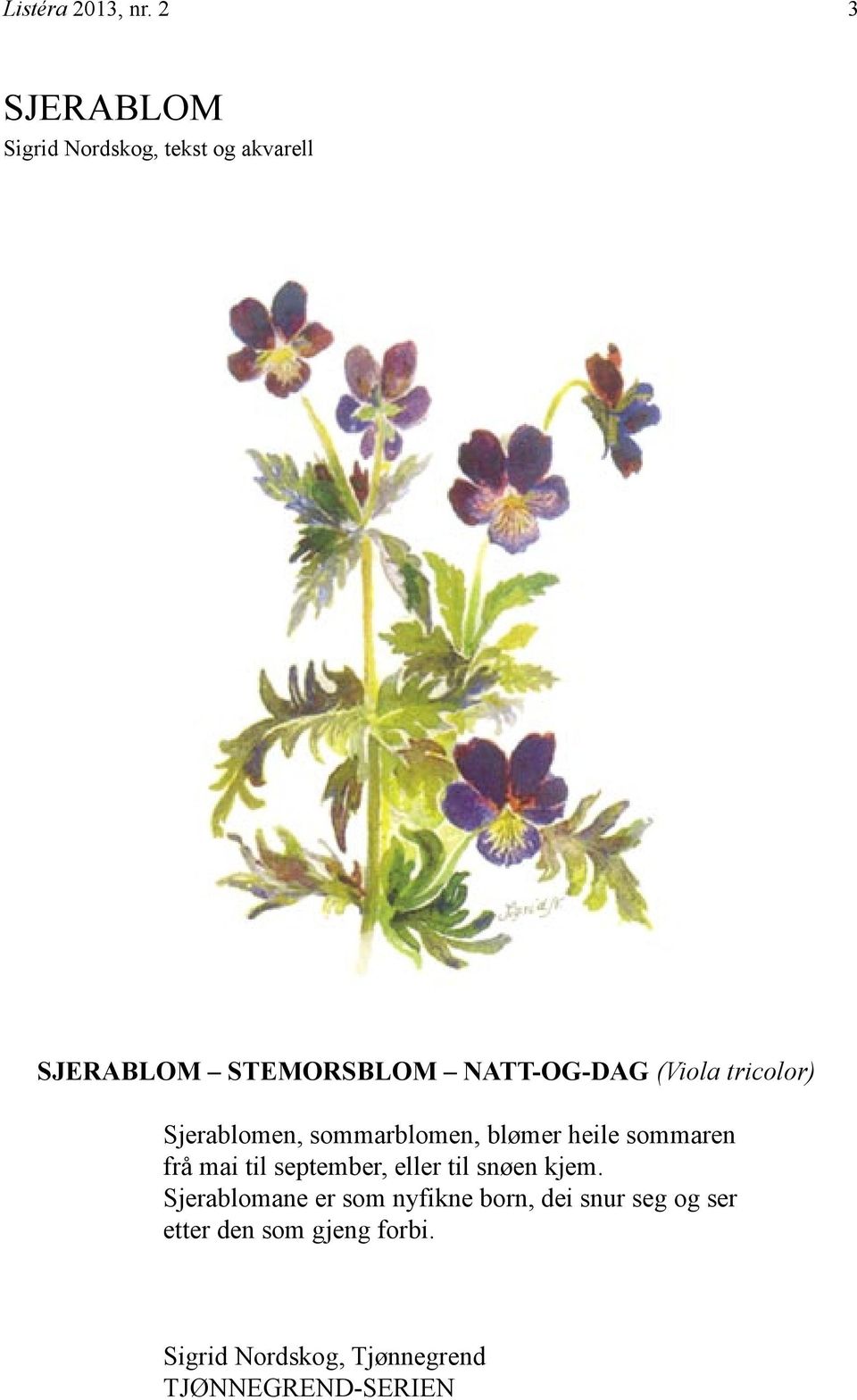 (Viola tricolor) Sjerablomen, sommarblomen, blømer heile sommaren frå mai til