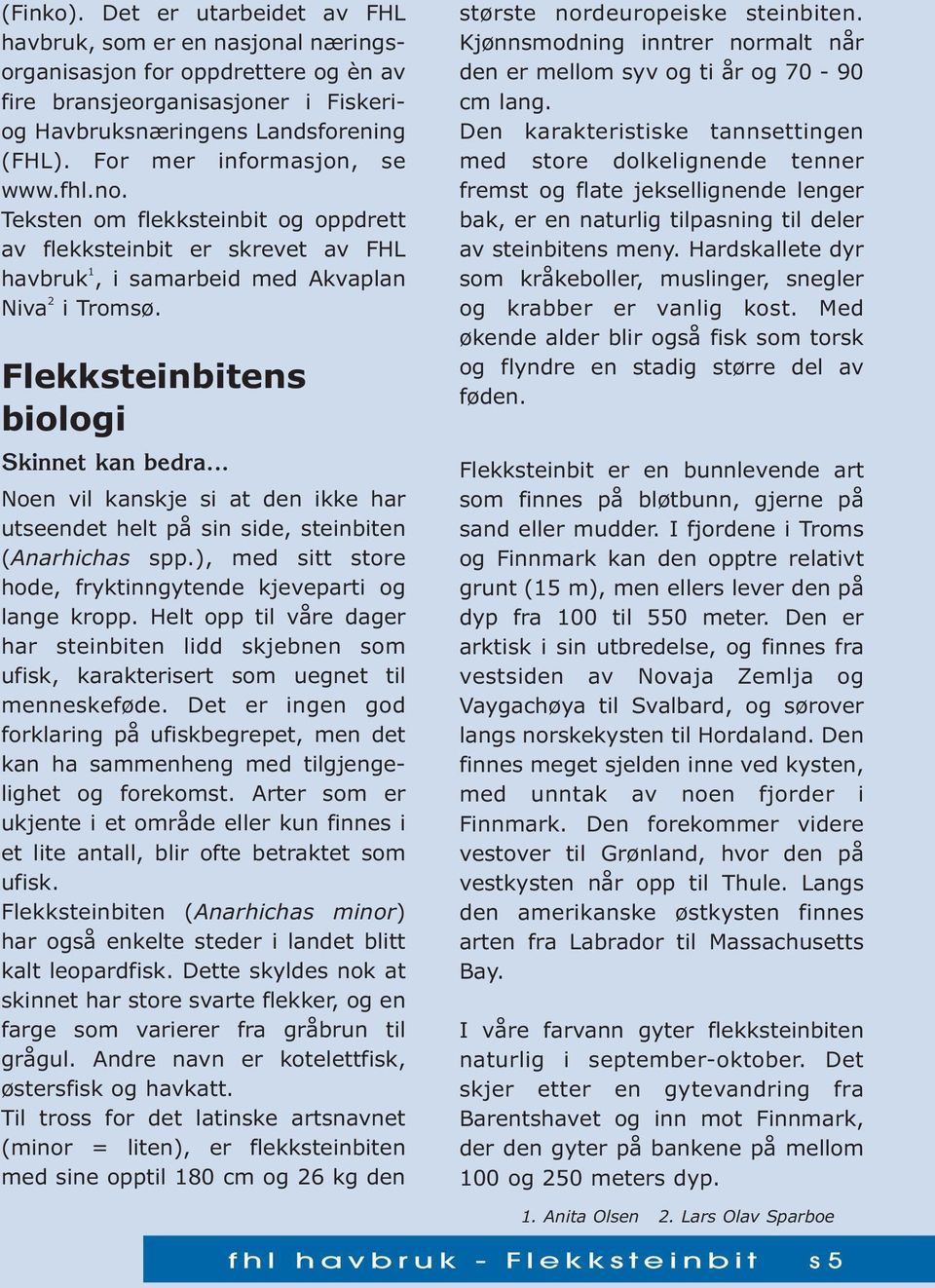 Flekksteinbitens biologi Skinnet kan bedra... Noen vil kanskje si at den ikke har utseendet helt på sin side, steinbiten (Anarhichas spp.