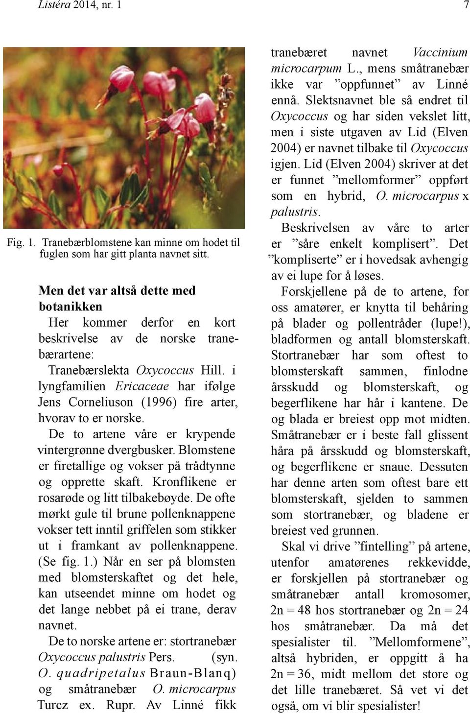 i lyngfamilien Ericaceae har ifølge Jens Corneliuson (1996) fire arter, hvorav to er norske. De to artene våre er krypende vintergrønne dvergbusker.