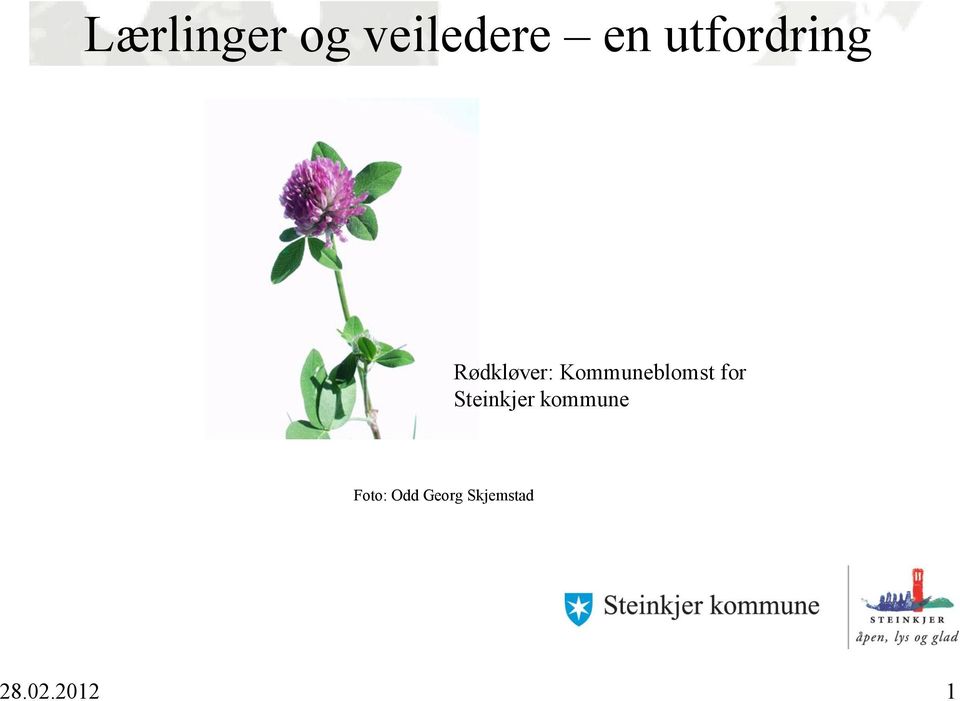 Kommuneblomst for Steinkjer