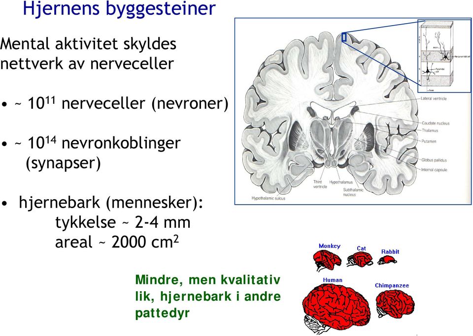 nevronkoblinger (synapser) hjernebark (mennesker): tykkelse ~
