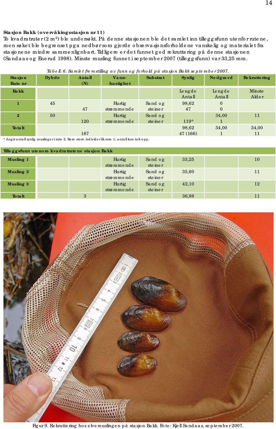 Tidligere er det funnet god rekruttering på denne stasjonen (Sandaas og Enerud 1998). Minste musling funnet i september 2007 (tilleggsfunn) var 33,25 mm. Stasjon Rute nr Bakk 1 45 2 50 Tabell: 6.