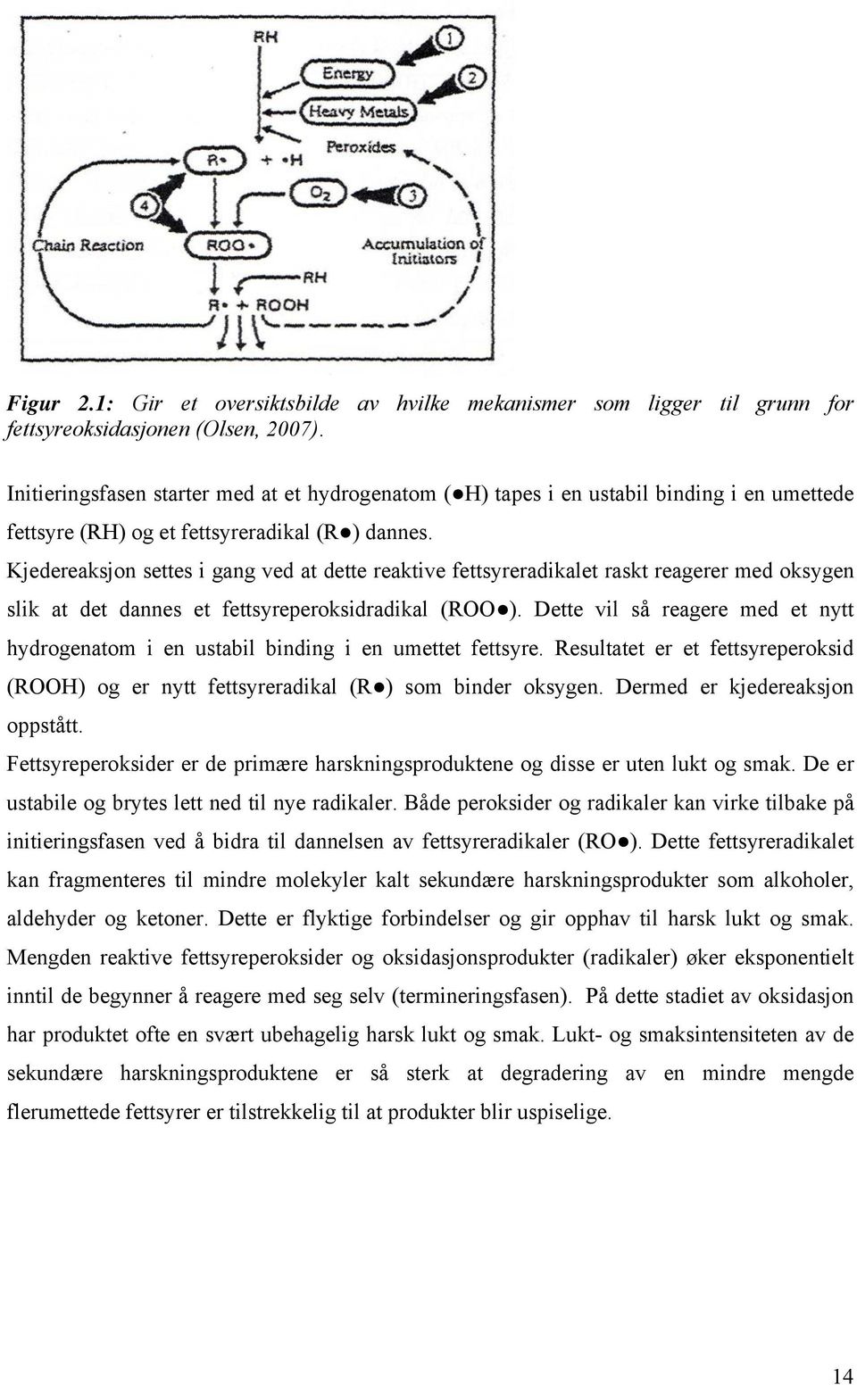 Kjedereaksjon settes i gang ved at dette reaktive fettsyreradikalet raskt reagerer med oksygen slik at det dannes et fettsyreperoksidradikal (ROO ).