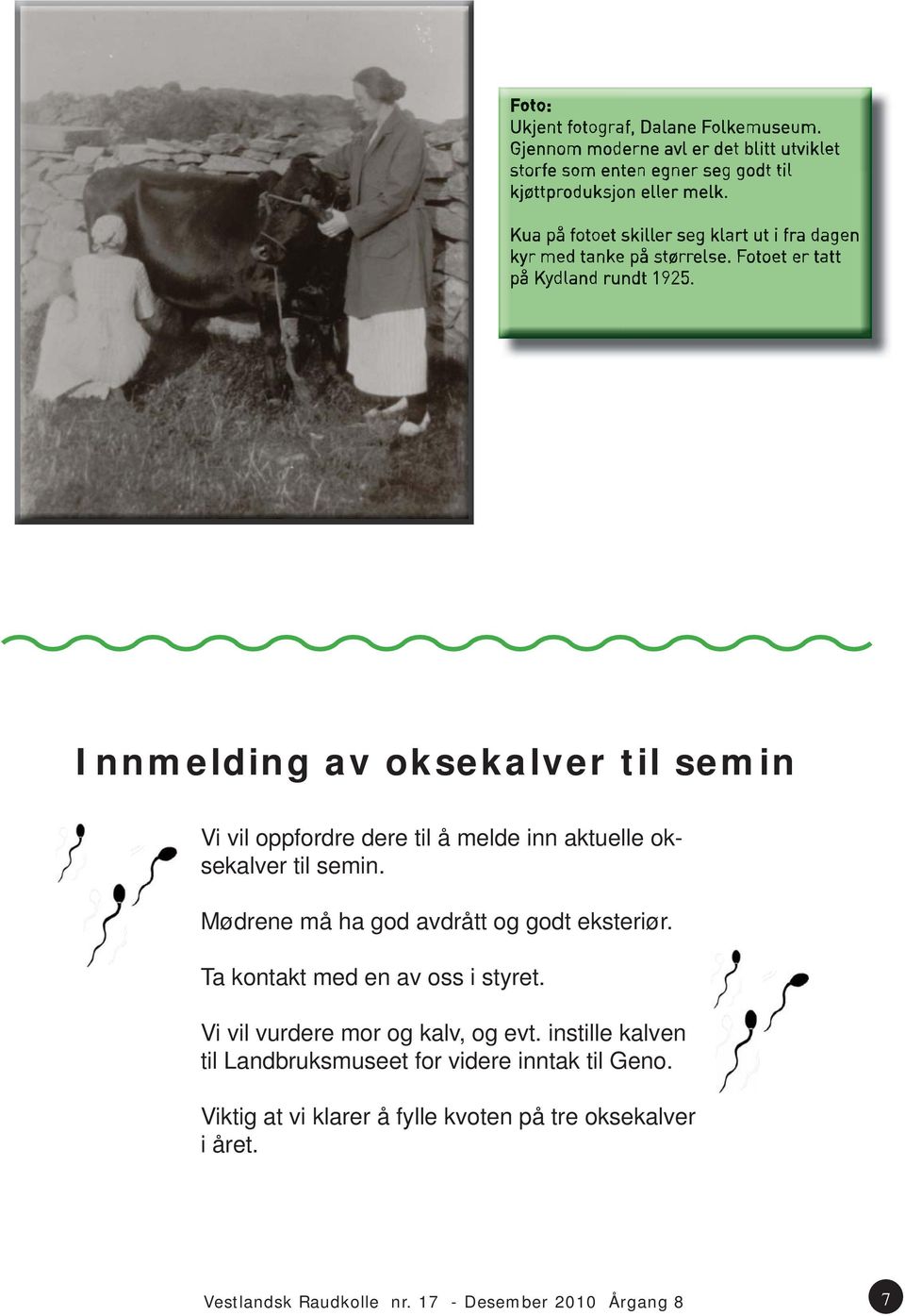 Vi vil vurdere mor og kalv, og evt. instille kalven til Landbruksmuseet for videre inntak til Geno.