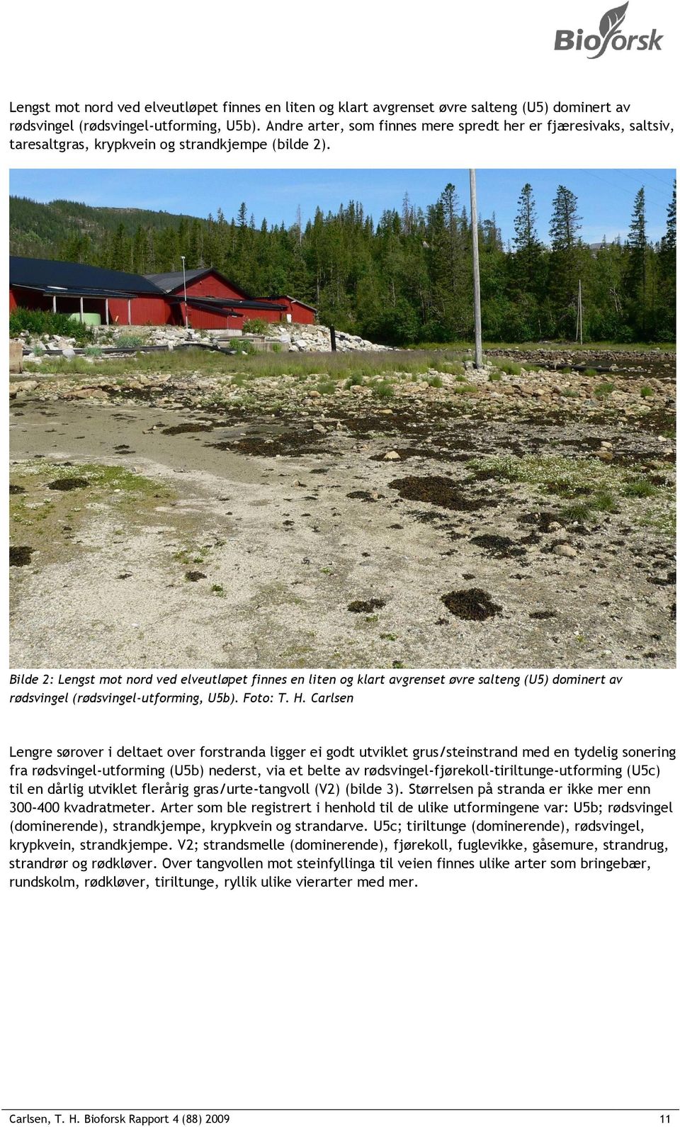 Carlsen Lengre sørover i deltaet over forstranda ligger ei godt utviklet grus/steinstrand med en tydelig sonering fra rødsvingel-utforming (U5b) nederst, via et belte av