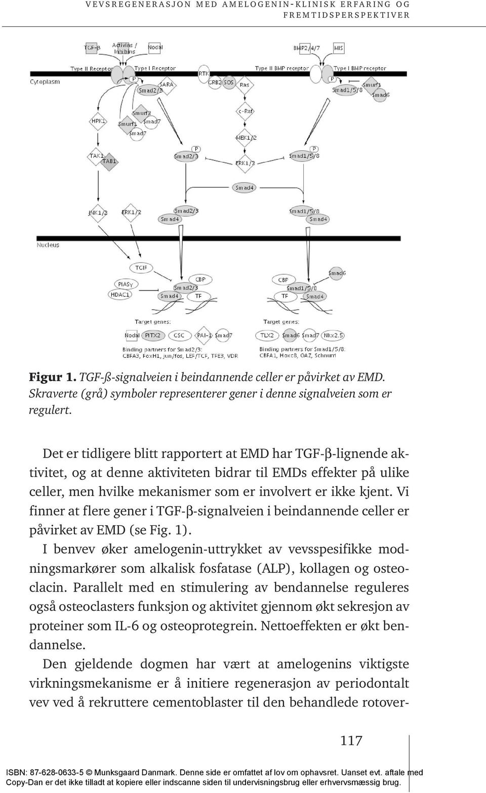 Vi finner at flere gener i TGF-b-signalveien i beindannende celler er påvirket av EMD (se Fig. 1).