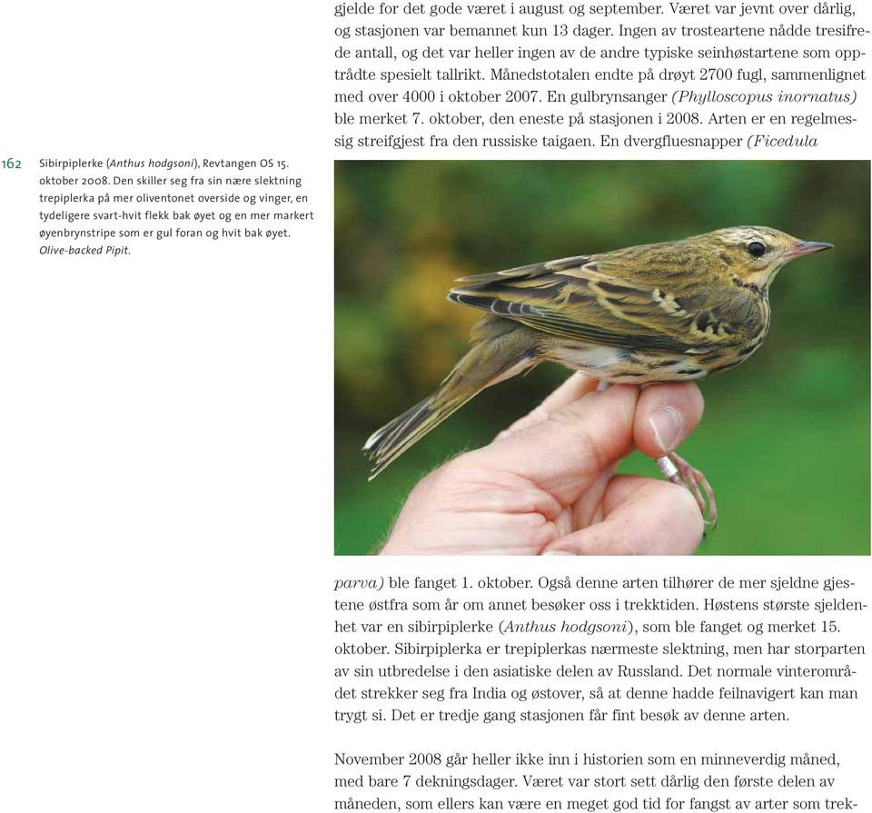 Olive-backed Pipit. gjelde for det gode været i august og september. Været var jevnt over dårlig, og stasjonen var bemannet kun 13 dager.