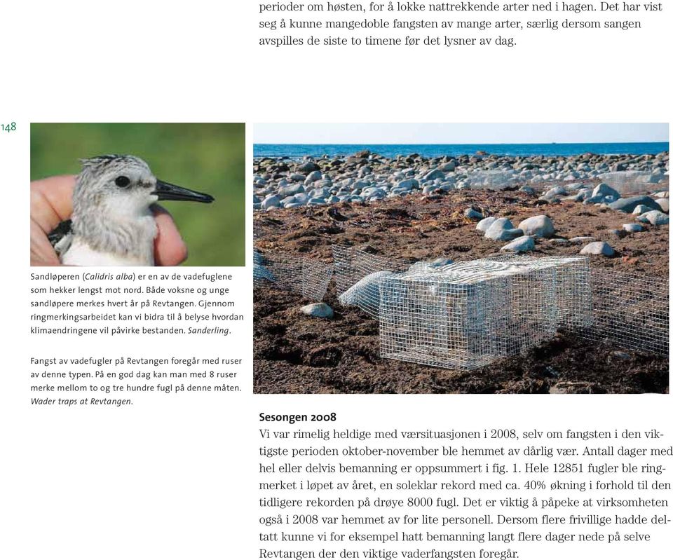 Gjennom ringmerkingsarbeidet kan vi bidra til å belyse hvordan klimaendringene vil påvirke bestanden. Sanderling. Fangst av vadefugler på Revtangen foregår med ruser av denne typen.