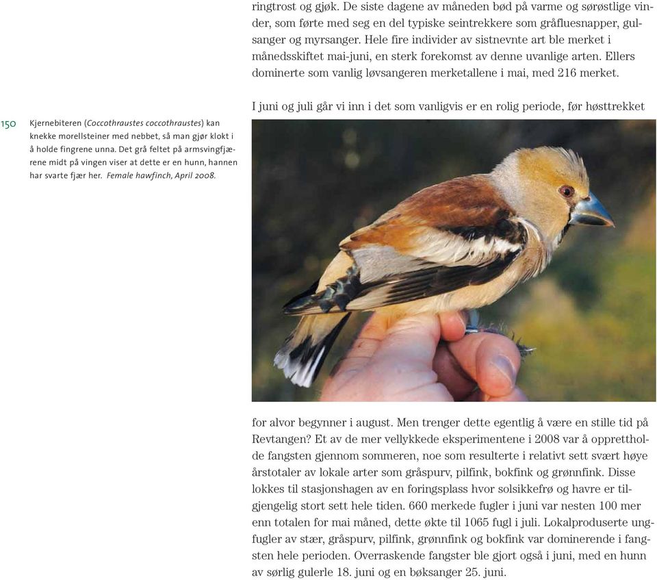 150 Kjernebiteren (Coccothraustes coccothraustes) kan knekke morellsteiner med nebbet, så man gjør klokt i å holde fingrene unna.