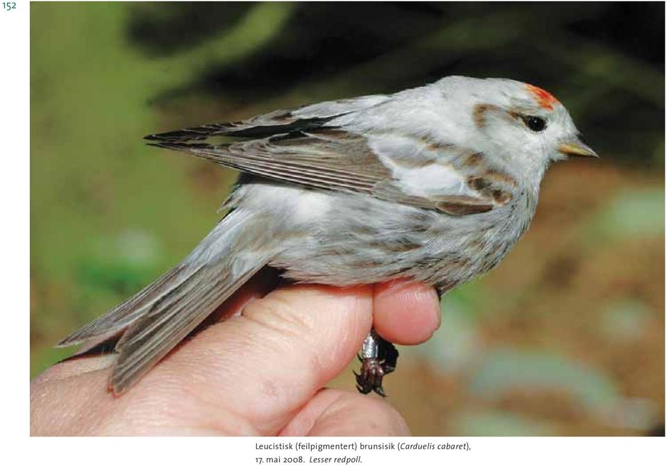 brunsisik (Carduelis