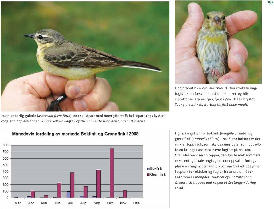 Female yellow wagtail of the nominate subspecies, a redlist species. Fig. 2. Fangsttall for bokfink (Fringilla coelebs) og grønnfink (Carduelis chloris) i 2008.