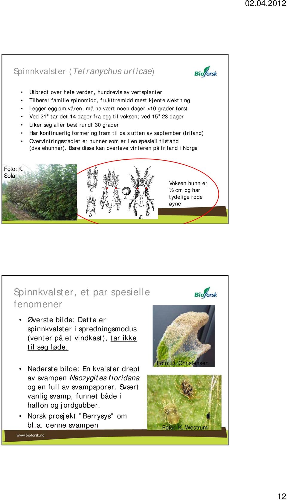 Overvintringsstadiet er hunner som er i en spesiell tilstand (dvalehunner). Bare disse kan overleve vinteren på friland i Norge Foto: K.