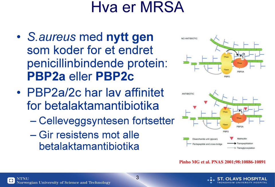 protein: PBP2a eller PBP2c PBP2a/2c har lav affinitet for