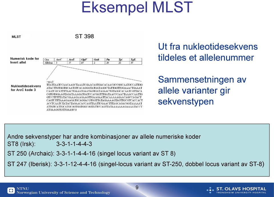 koder ST8 (Irsk): 3-3-1-1-4-4-3 ST 250 (Archaic): 3-3-1-1-4-4-16 (singel locus variant av ST