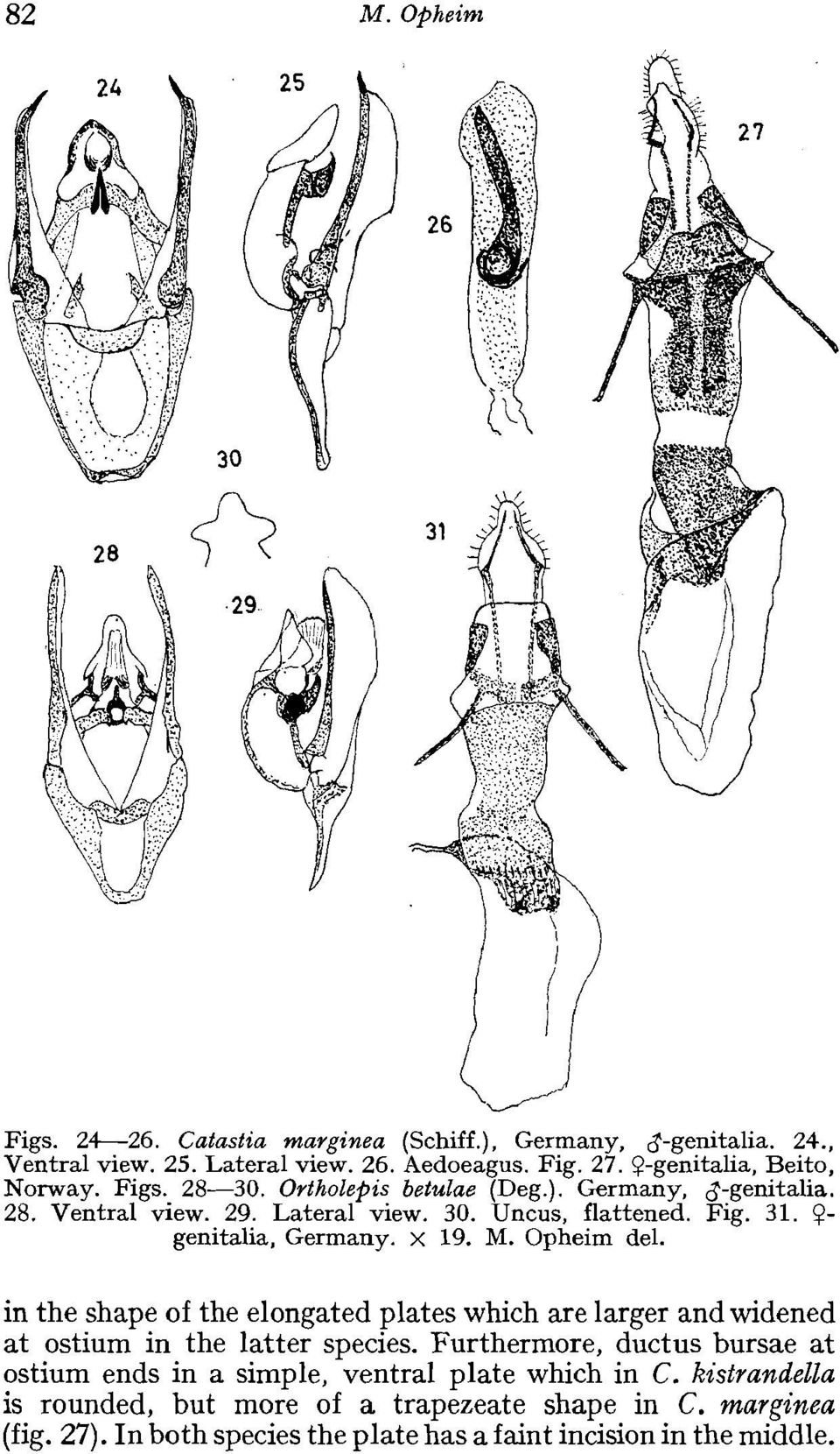 Opheim del. in the shape of the elongated plates which are larger and widened at ostium in the latter species.