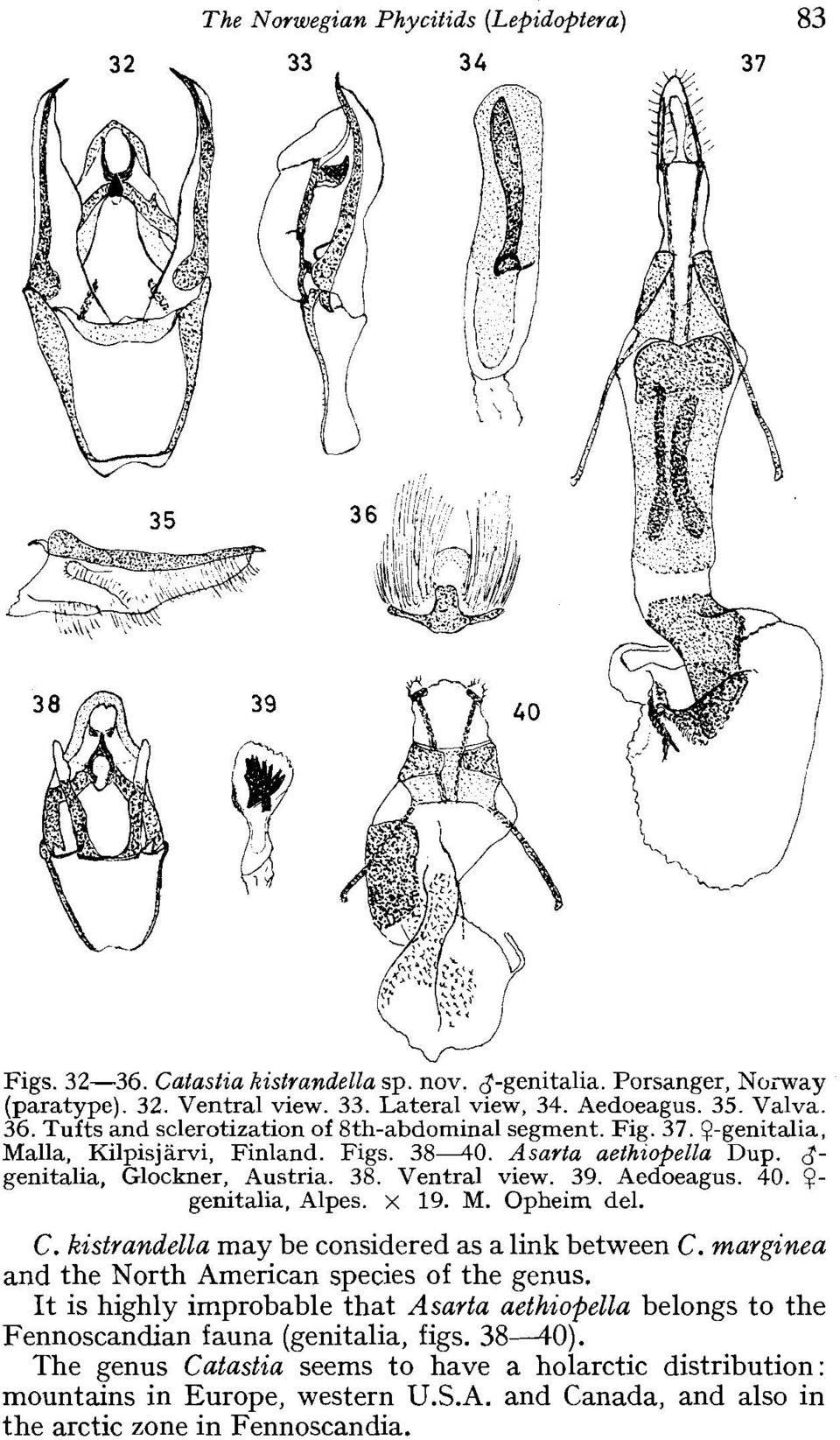 Aedoeagus. 40. 9- genitalia, Alpes. x 19. M. Opheim del. C. kistrandella may be considered as a link between C. marginea and the North American species of the genus.