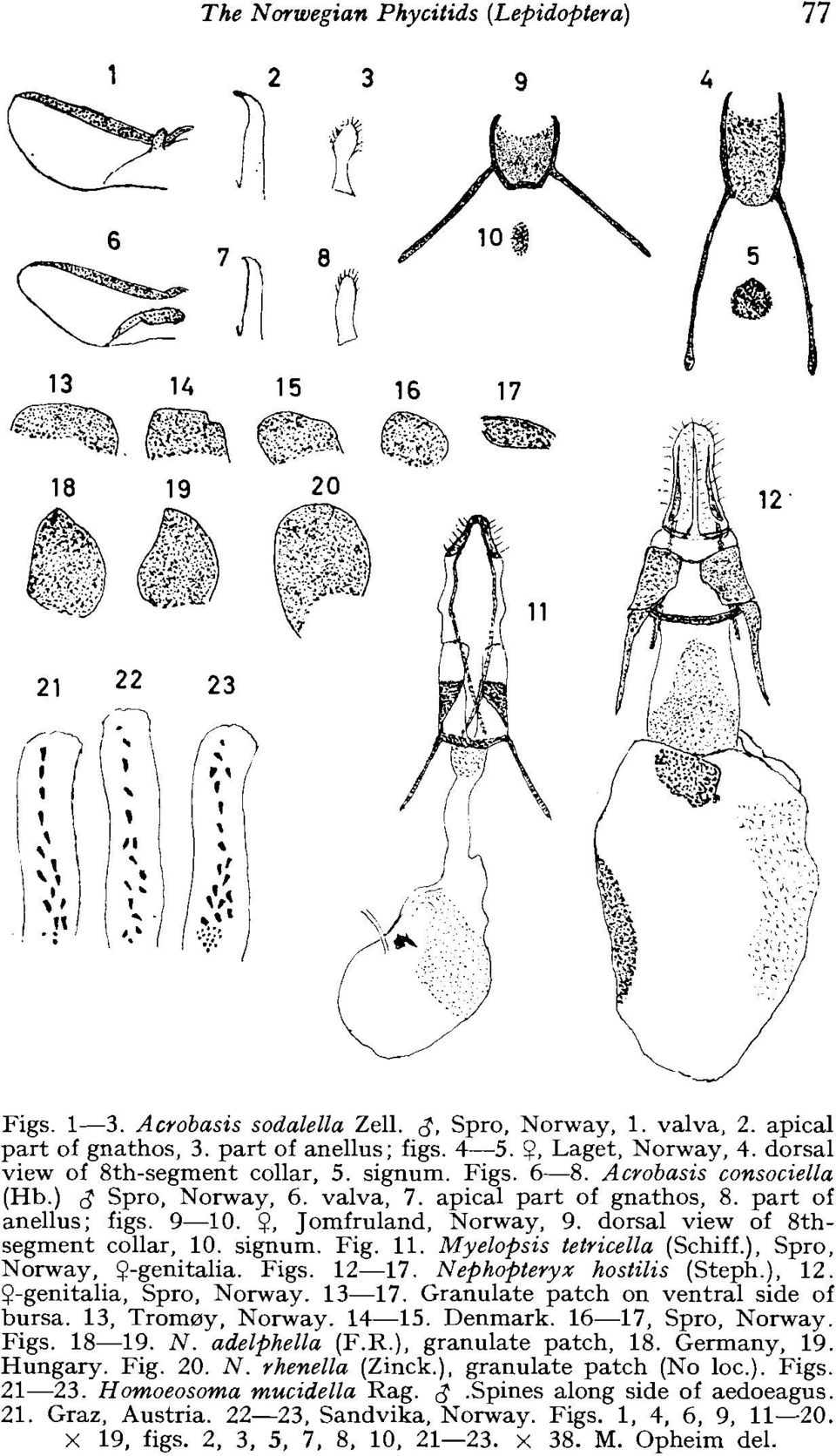 dorsal view of 8thsegment collar, 10. signum. Fig. 11. Myelopsis tetricella (Schiff.), Spro, Norway, v-genitalia. Figs. 12-17. Nephopteryx hostilis (Steph.), 12. v-genitalia, Spro, Norway. 13-17.