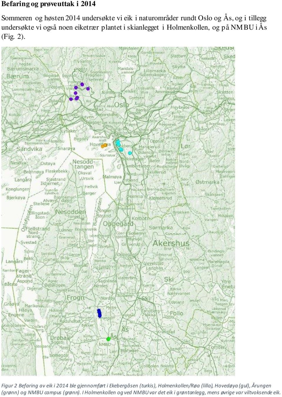 Figur 2 Befaring av eik i 2014 ble gjennomført i Ekebergåsen (turkis), Holmenkollen/Røa (lilla), Hovedøya (gul),