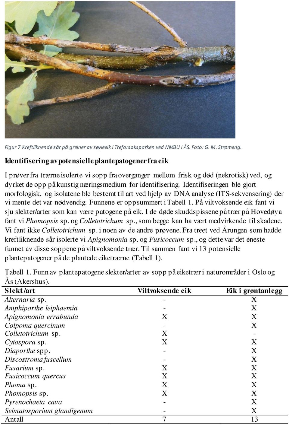 identifisering. Identifiseringen ble gjort morfologisk, og isolatene ble bestemt til art ved hjelp av DNA analyse (ITS-sekvensering) der vi mente det var nødvendig. Funnene er oppsummert i Tabell 1.