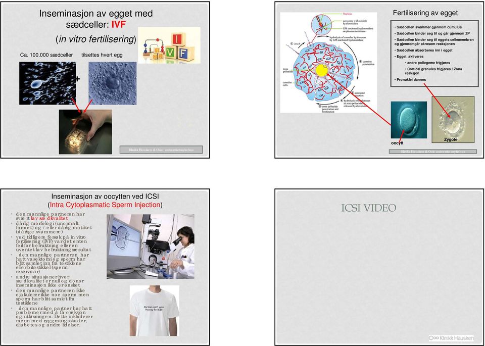akrosom reaksjonen Sædcellen absorberes inn i egget Egget aktiveres andre pollegeme frigjøres Cortical granules frigjøres / Zona reaksjon Pronuklei dannes oocytt Zygote Inseminasjon av oocytten ved