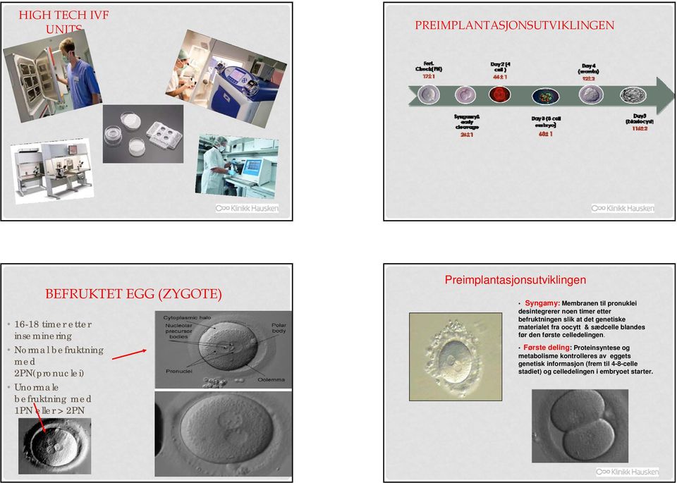 ) Preimplantasjonsutviklingen Syngamy: Membranen til pronuklei desintegrerer noen timer etter befruktningen slik at det genetiske