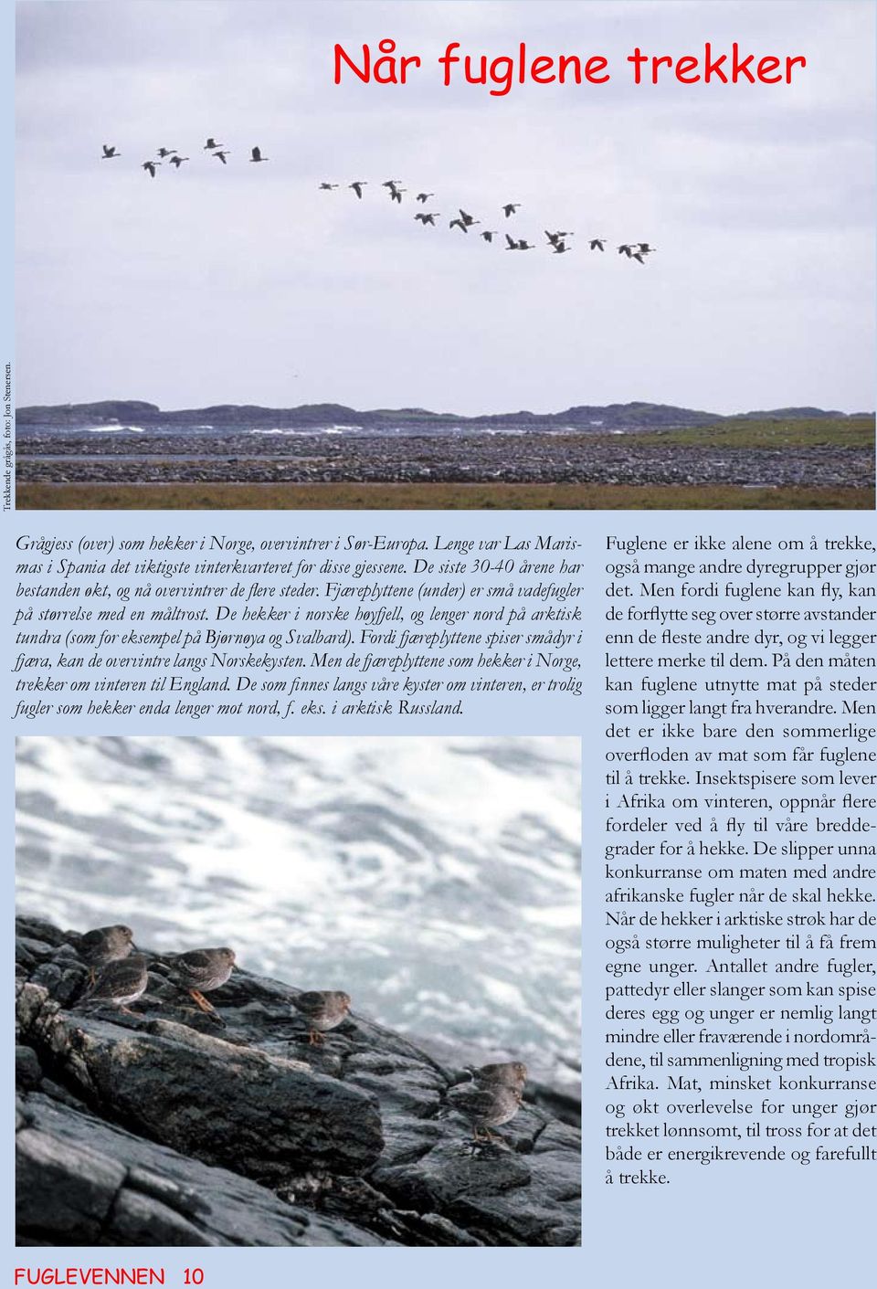 Fjæreplyttene (under) er små vadefugler på størrelse med en måltrost. De hekker i norske høyfjell, og lenger nord på arktisk tundra (som for eksempel på Bjørnøya og Svalbard).