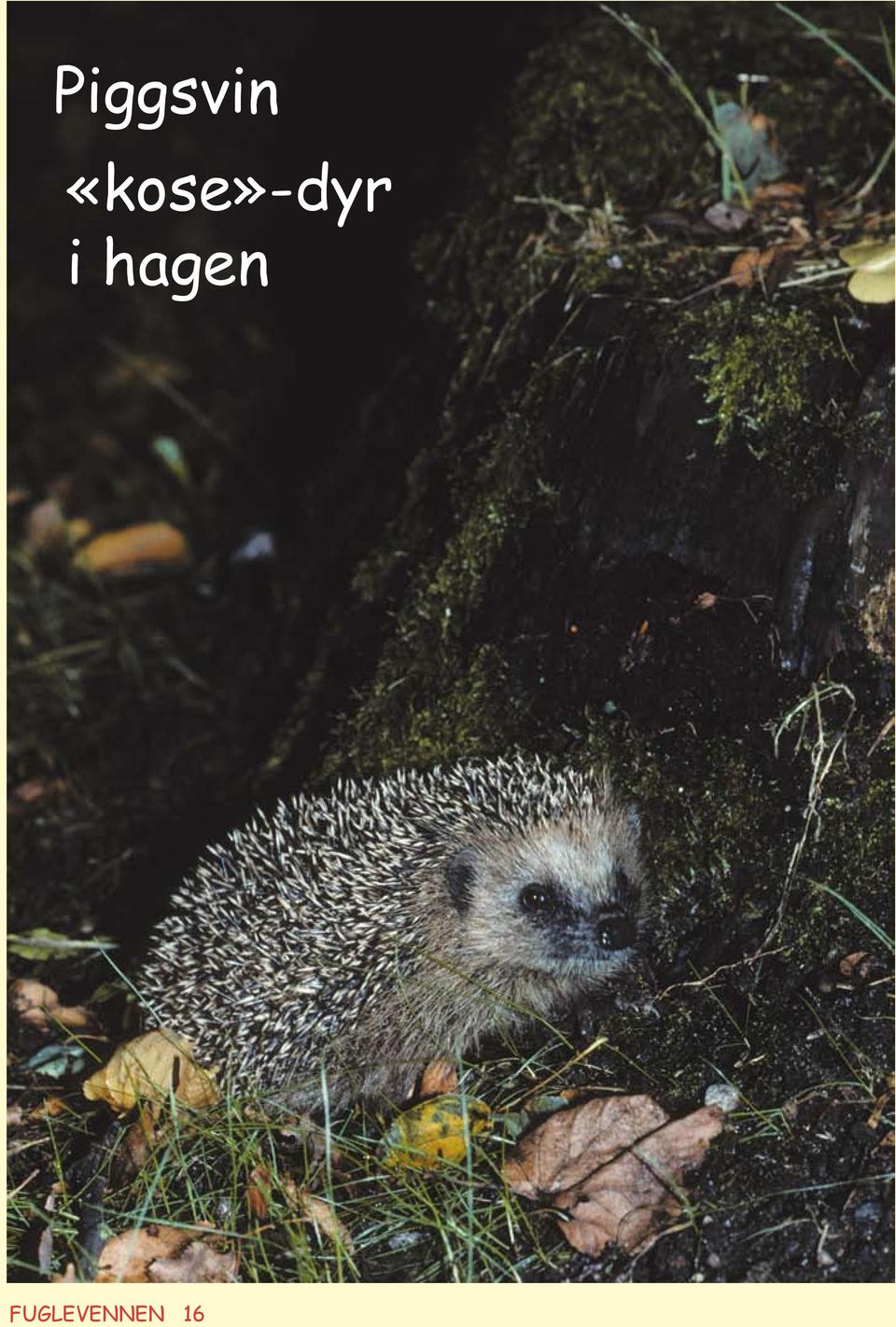 i hagen